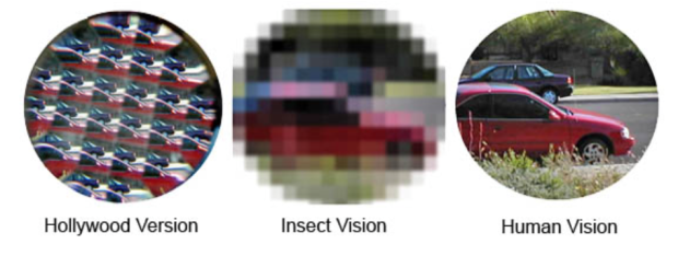 Insect vision